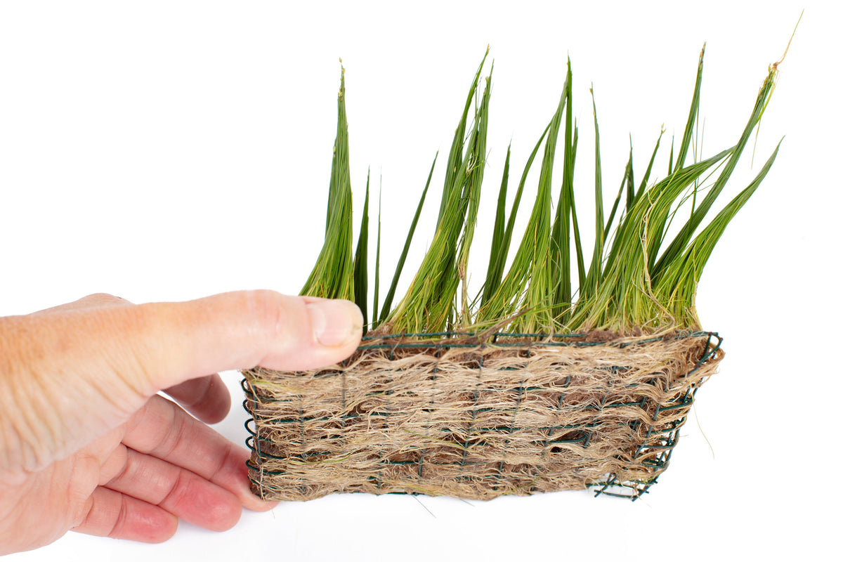 Eleocharis parvulus