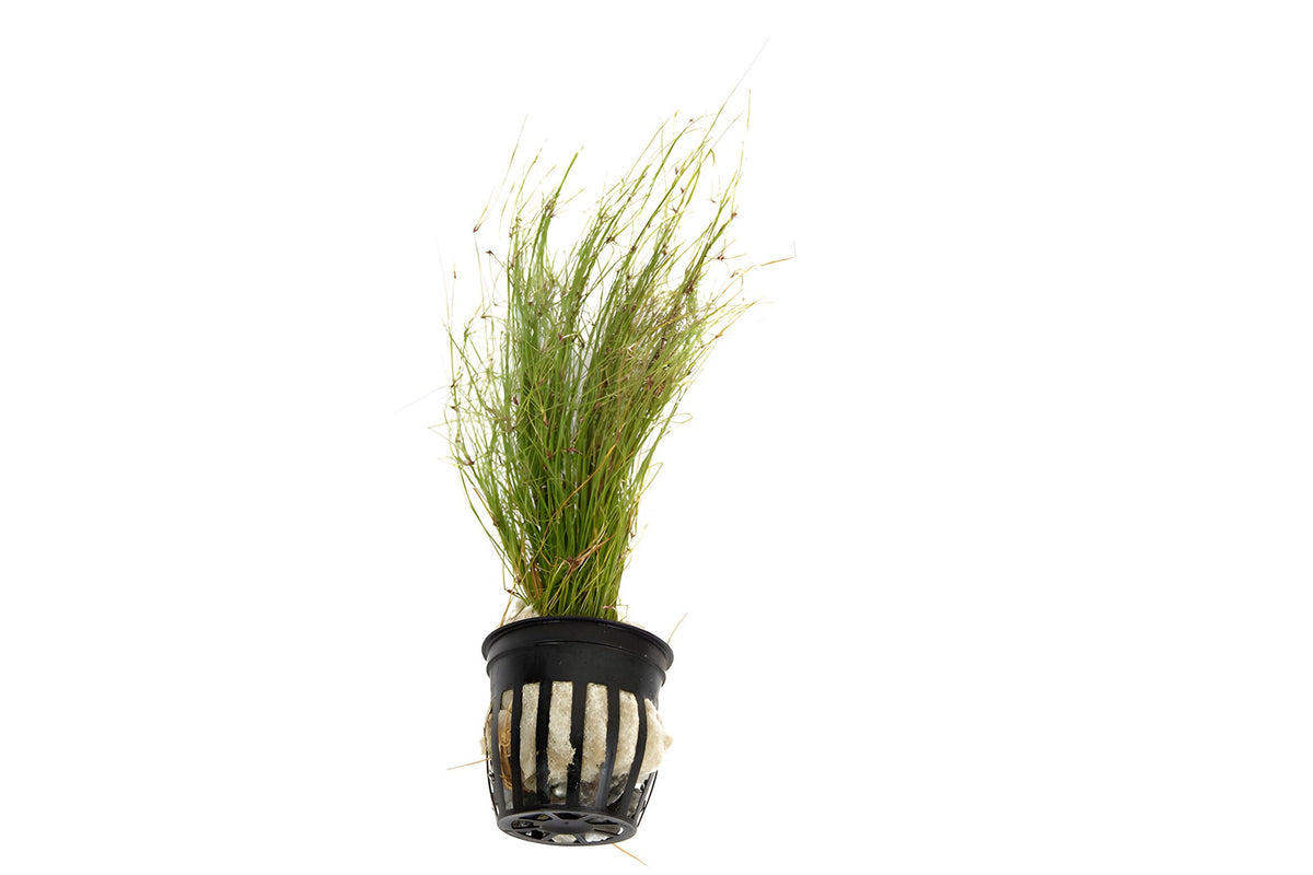 Eleocharis vivipara