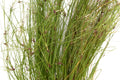 Eleocharis vivipara