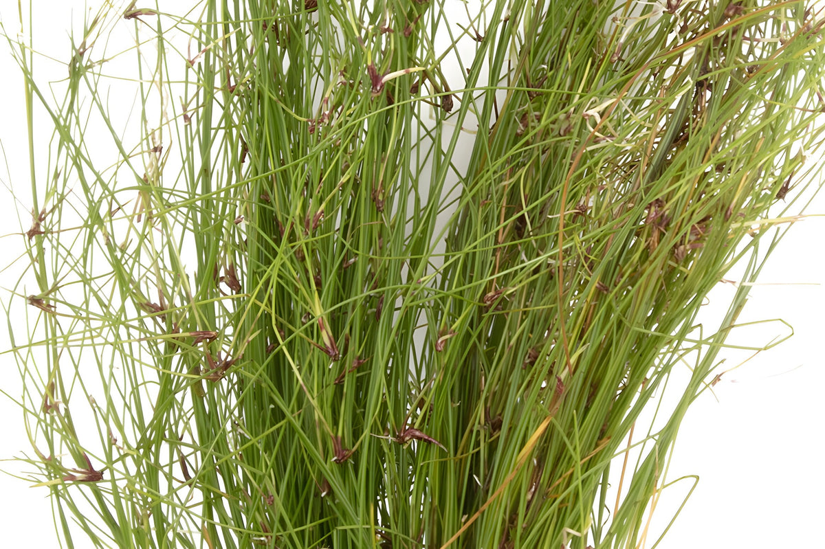 Eleocharis vivipara