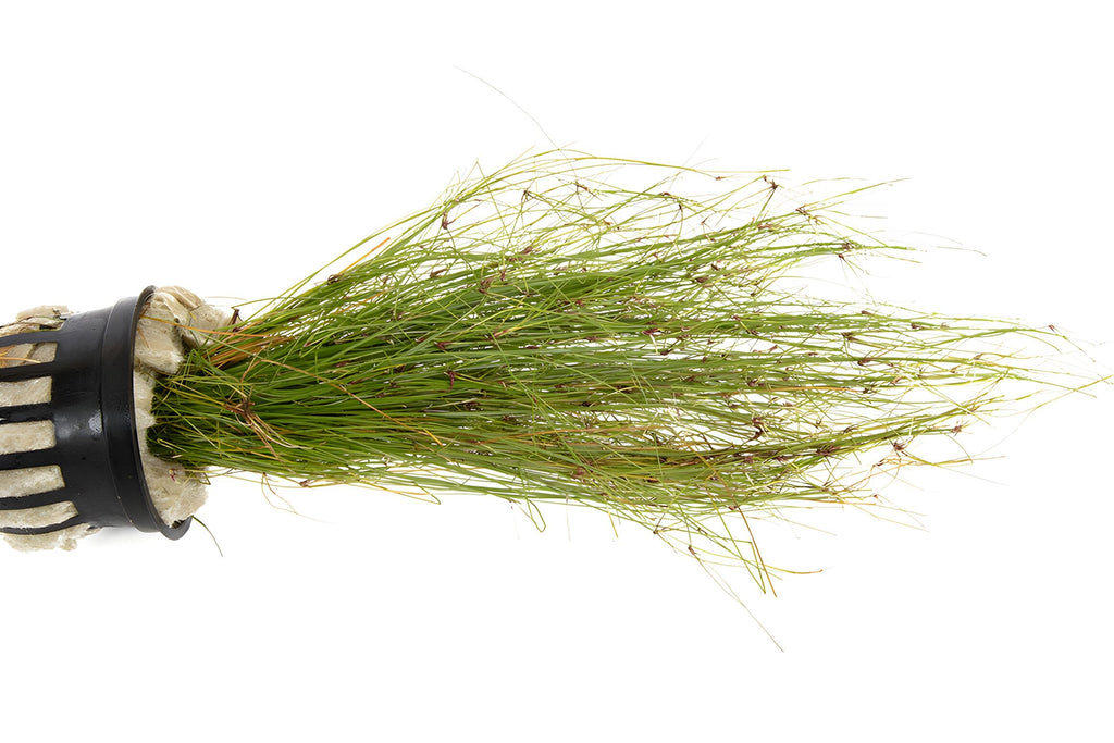 Eleocharis vivipara