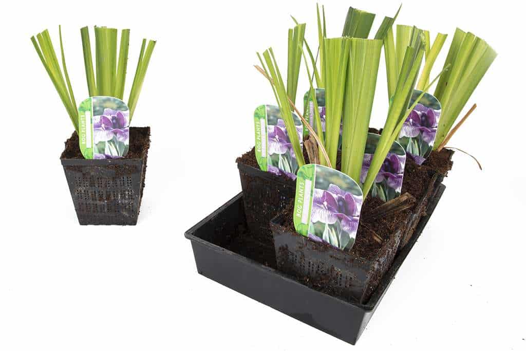 Iris ensata 'Activity'