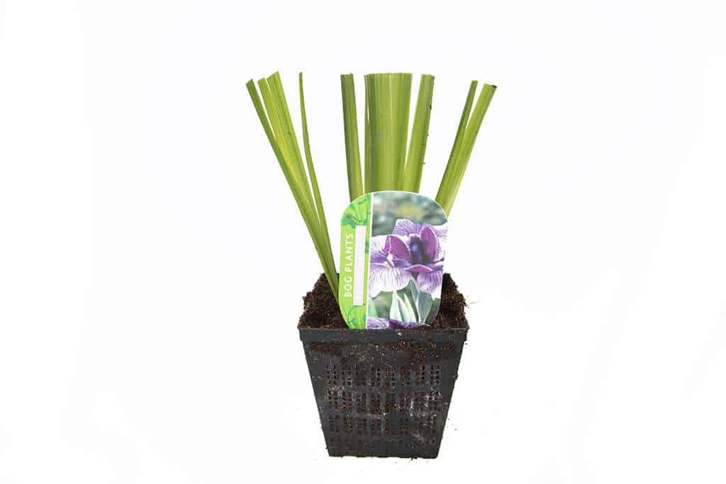 Iris ensata 'Activity'