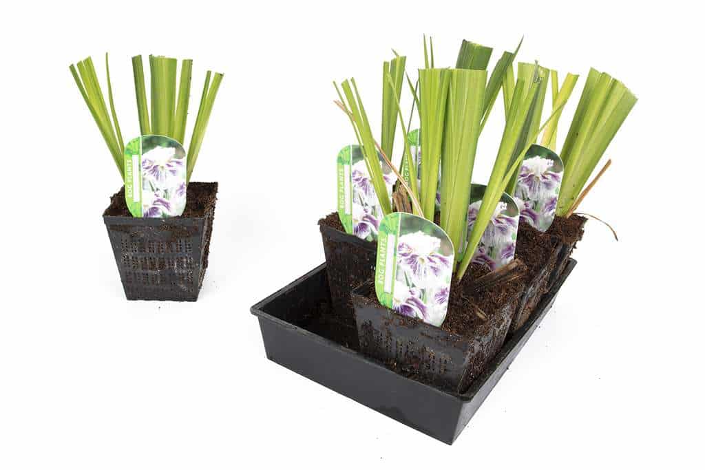 Iris ensata 'Angel Mountain'