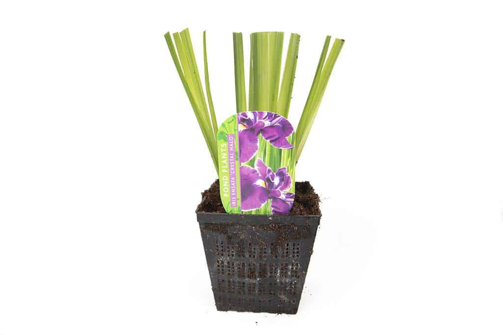 Iris ensata 'Crystal Halo'
