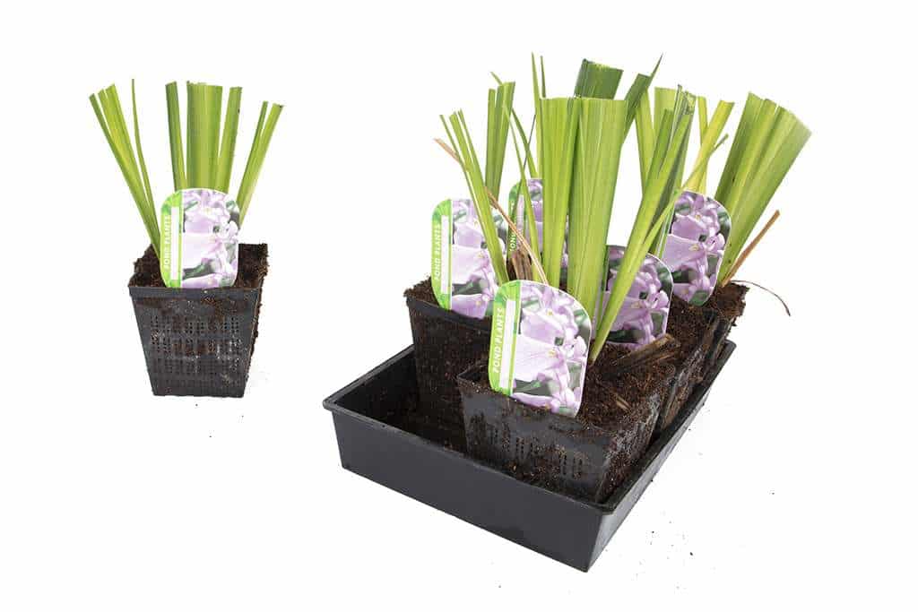 Iris ensata 'Darling'