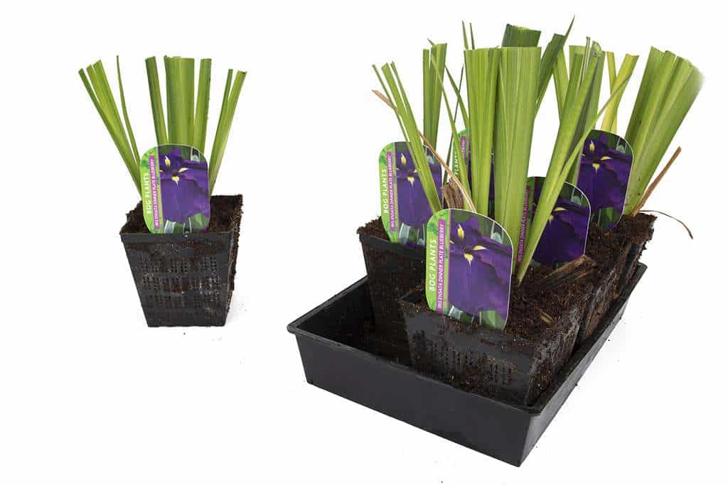 Iris ensata 'Dinner Plate Blueberry'