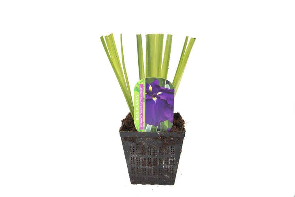 Iris ensata 'Dinner Plate Blueberry'