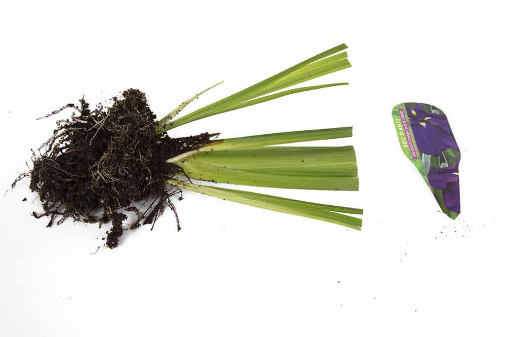 Iris ensata 'Dinner Plate Blueberry'