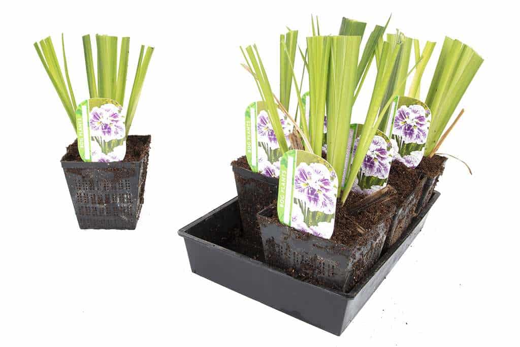 Iris ensata 'Dinner Plate Cheesecake'