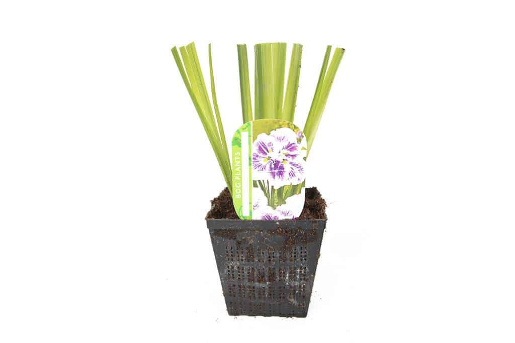 Iris ensata 'Dinner Plate Cheesecake'