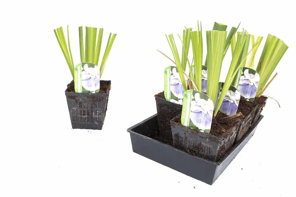 Iris ensata 'Dinner Plate Icecream'