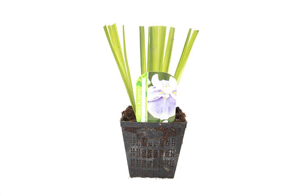 Iris ensata 'Dinner Plate Icecream'