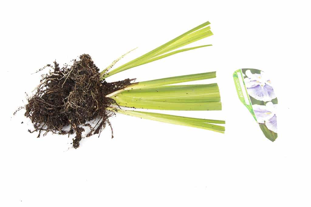 Iris ensata 'Dinner Plate Icecream'