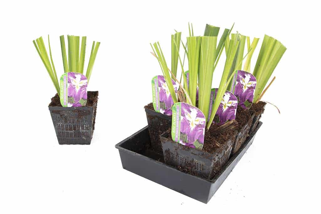 Iris ensata 'Dinner Plate Jell-o'