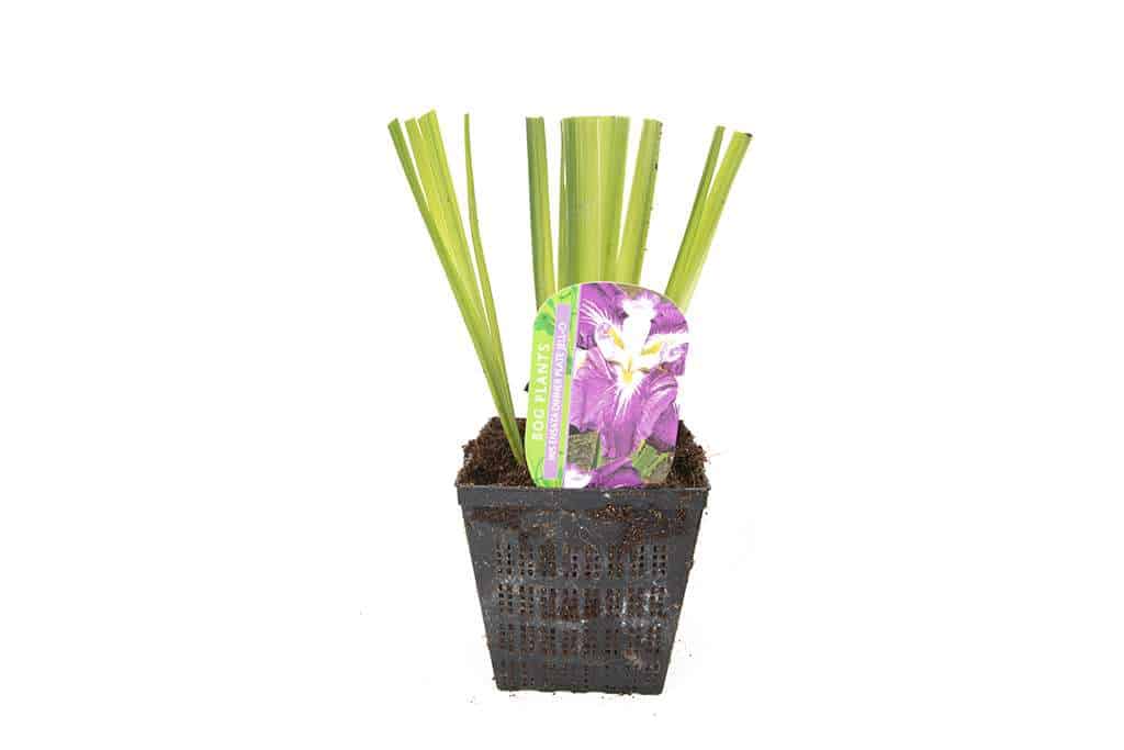 Iris ensata 'Dinner Plate Jell-o'