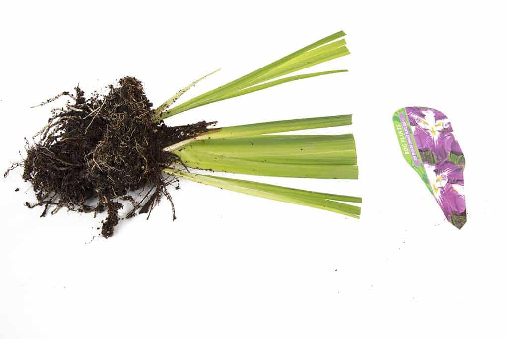 Iris ensata 'Dinner Plate Jell-o'
