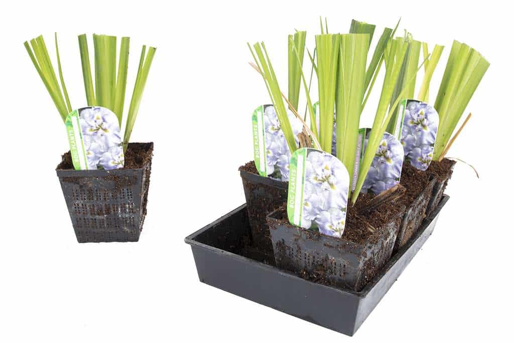 Iris ensata 'Dinner Plate Wave Action'