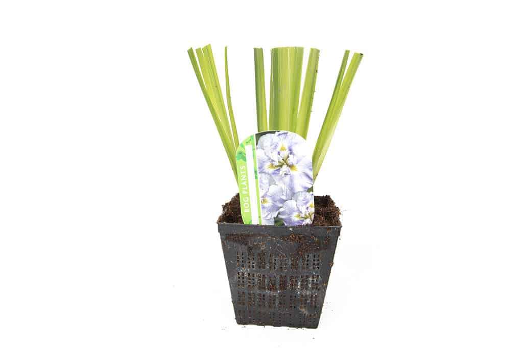 Iris ensata 'Dinner Plate Wave Action'