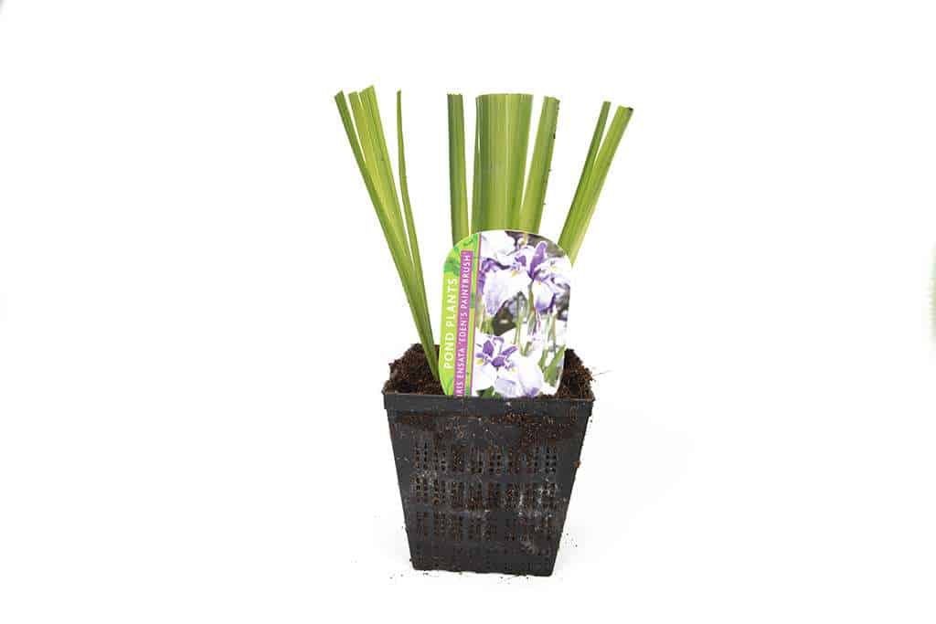 Iris ensata 'Edens Paintbrush'