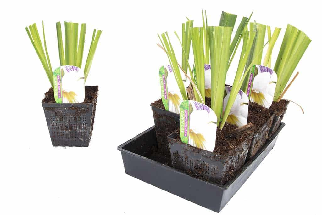 Iris ensata 'Emotion'