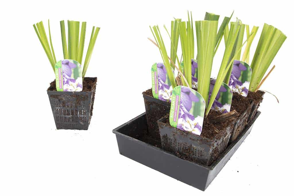Iris ensata 'Harlequinesque'