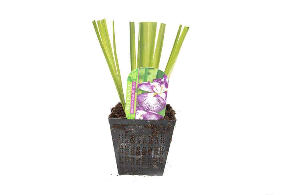 Iris ensata 'Laughing Lion'