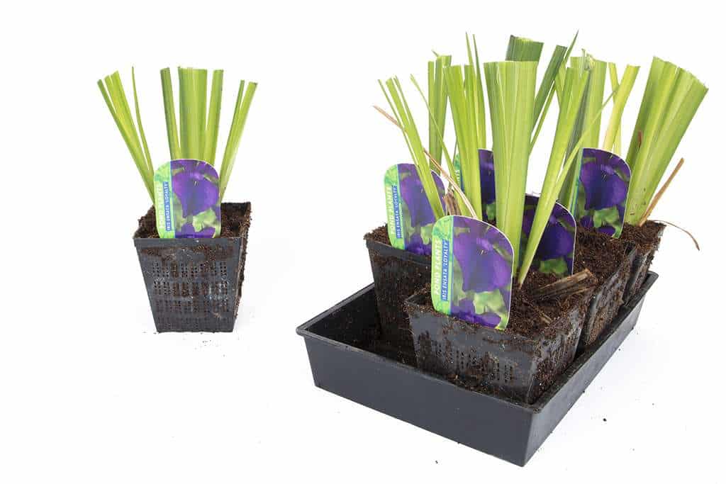 Iris ensata 'Loyalty'