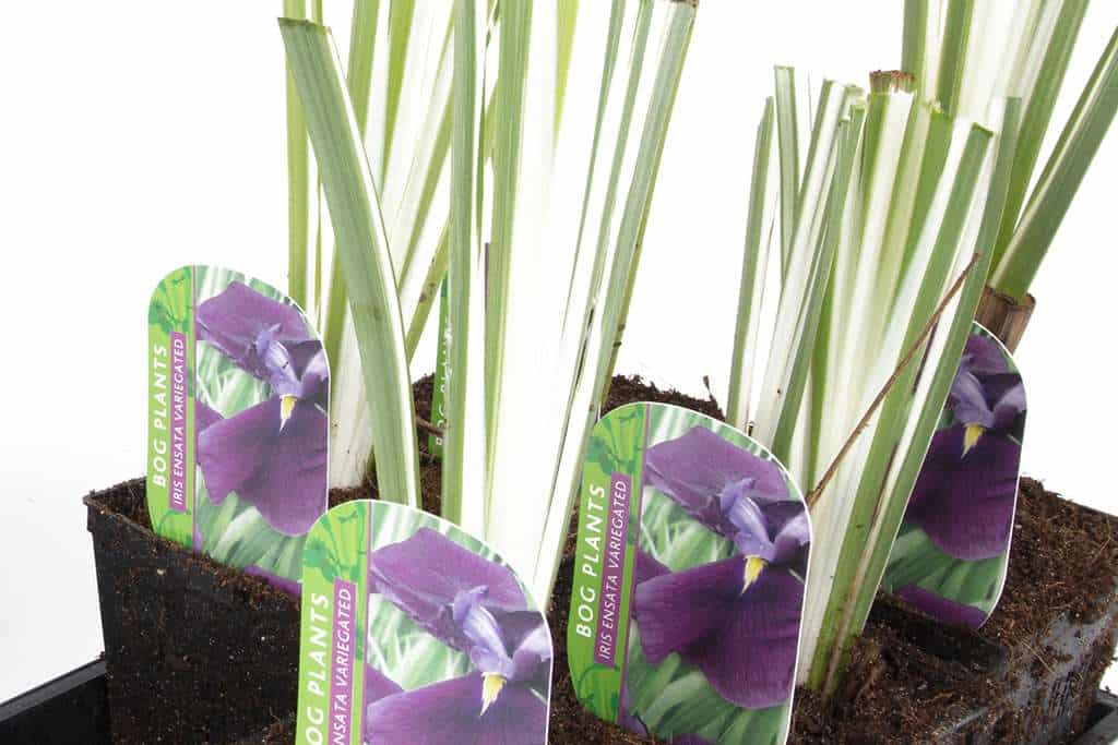 Iris ensata 'Variegata'