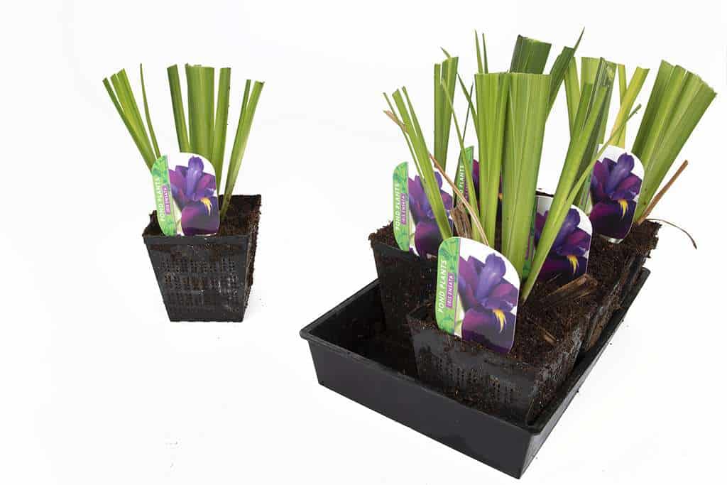 Iris ensata (Iris kaempferi)