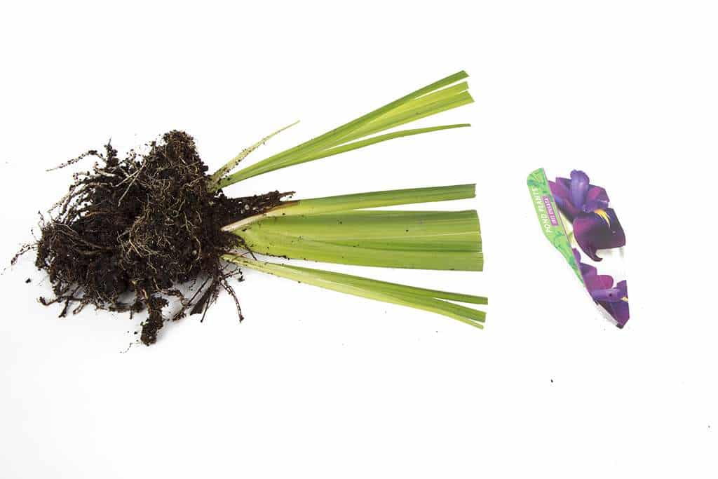 Iris ensata (Iris kaempferi)