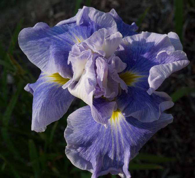 Iris ensata 'Dinner Plate Wave Action'