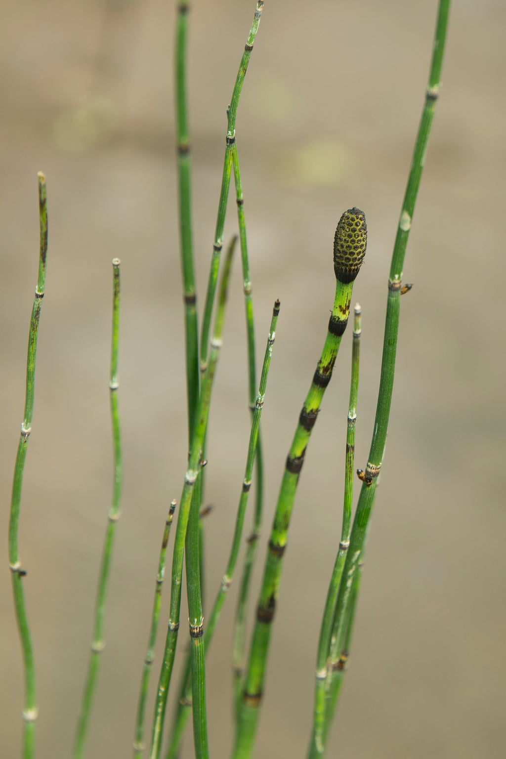 Equisetum hyemale