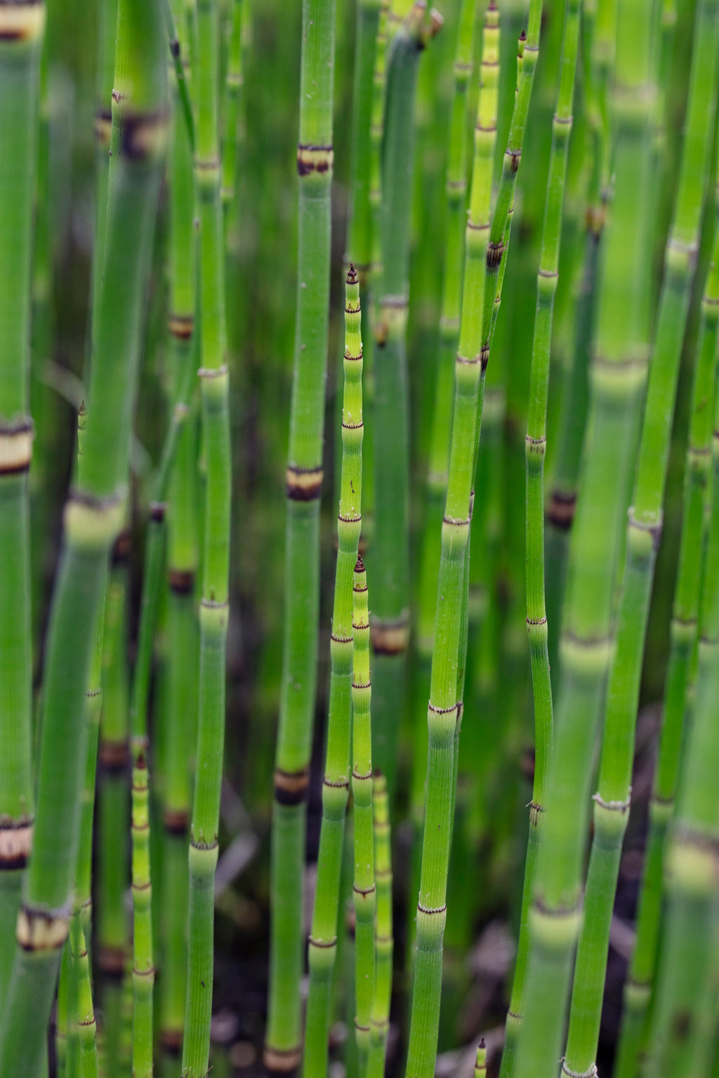 Equisetum hyemale