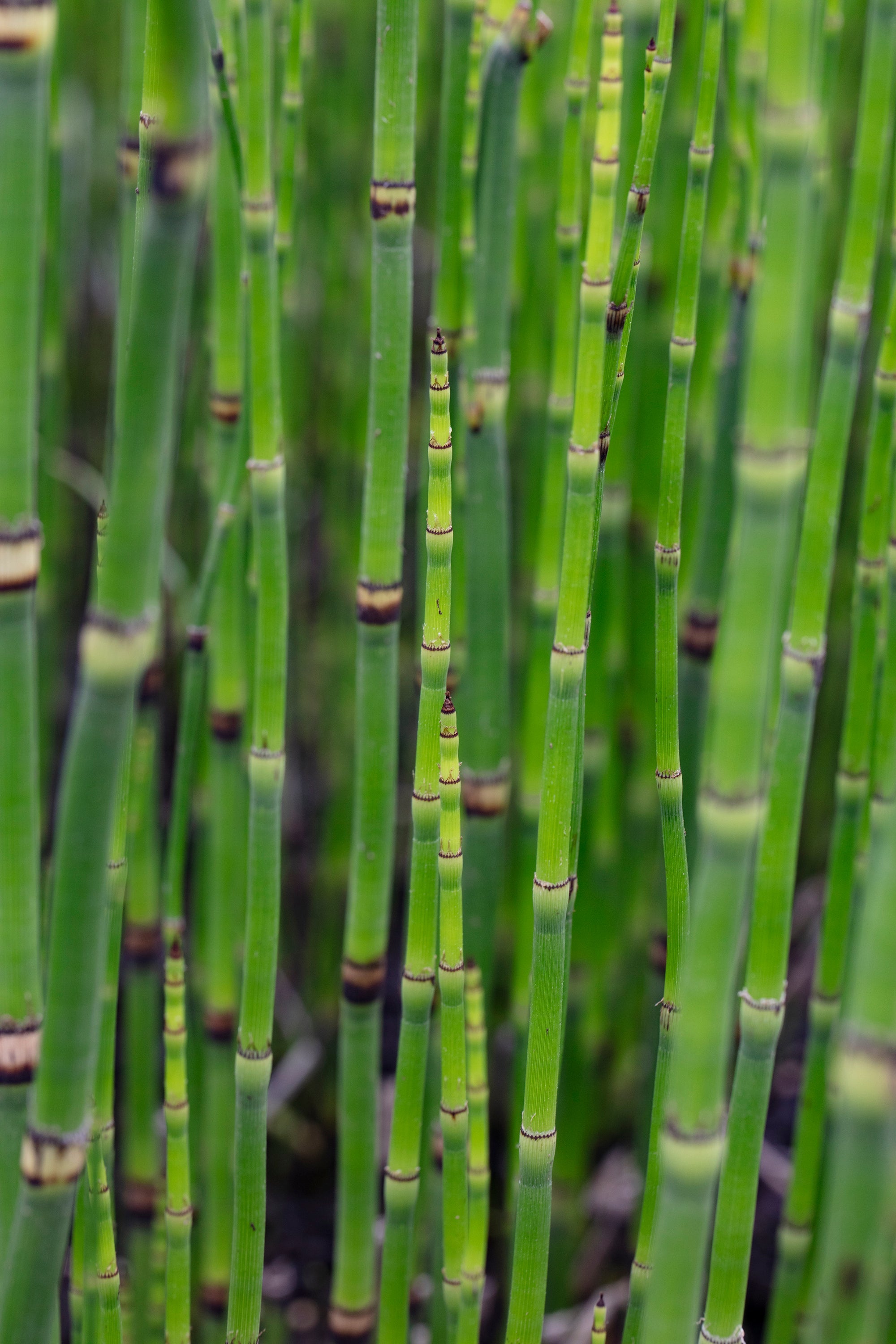 Equisetum hyemale