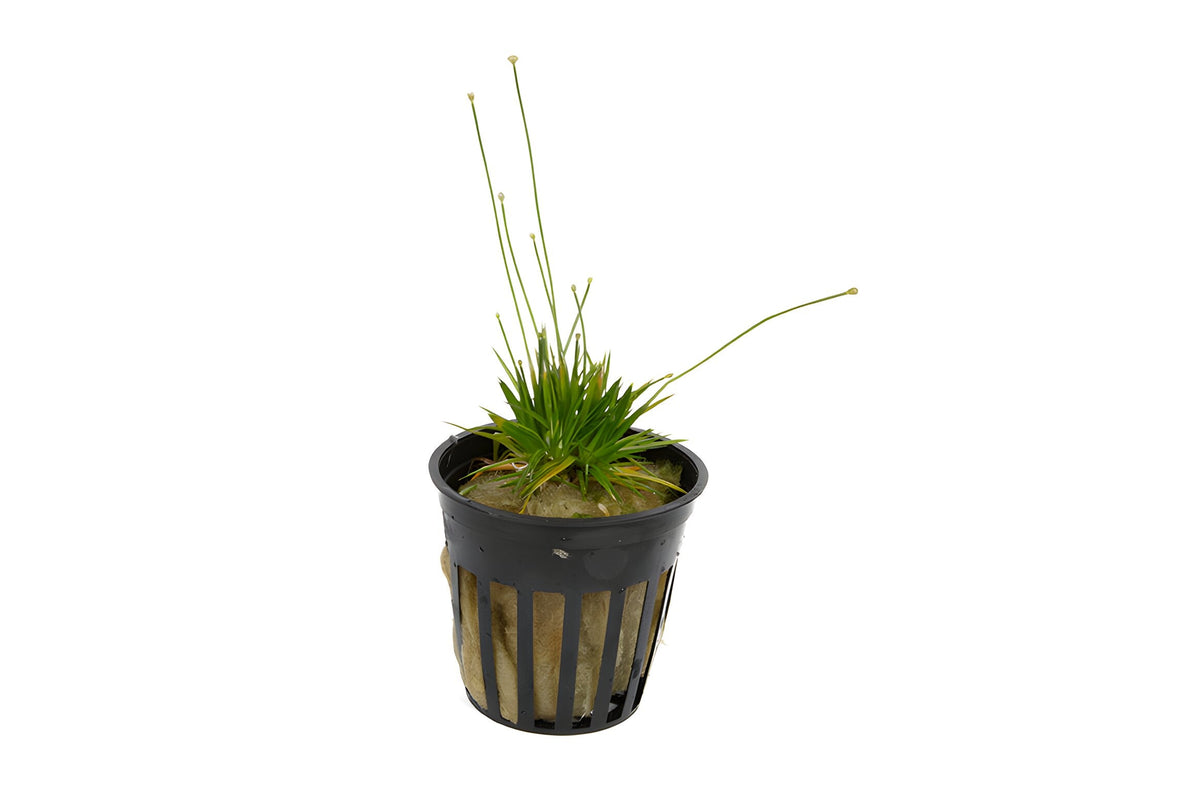 Eriocaulon cinereum