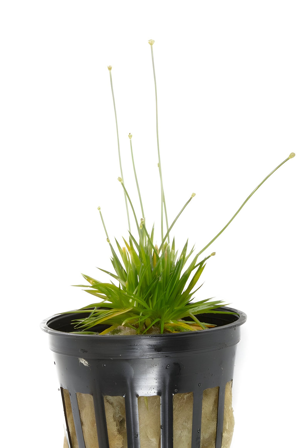 Eriocaulon cinereum