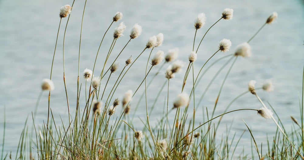 Eriophorum angustifolium