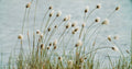 Eriophorum angustifolium