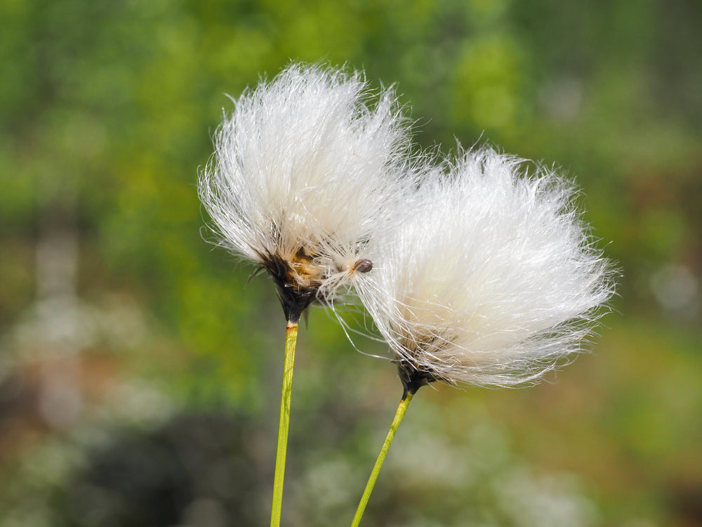 Eriophorum angustifolium