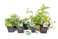 Frog Marginal 8 Pack Potted - FF802