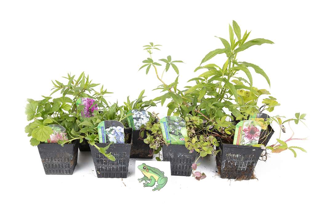 Frog Marginal 8 Pack Potted - FF802