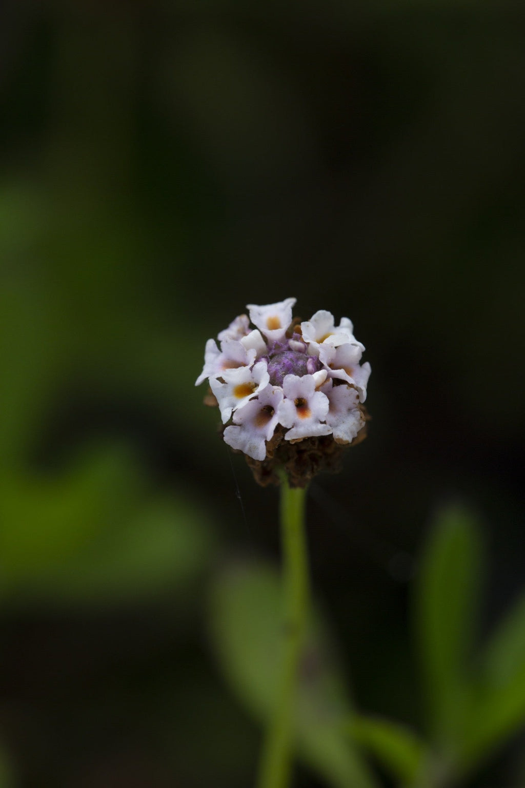Phyla nodiflora