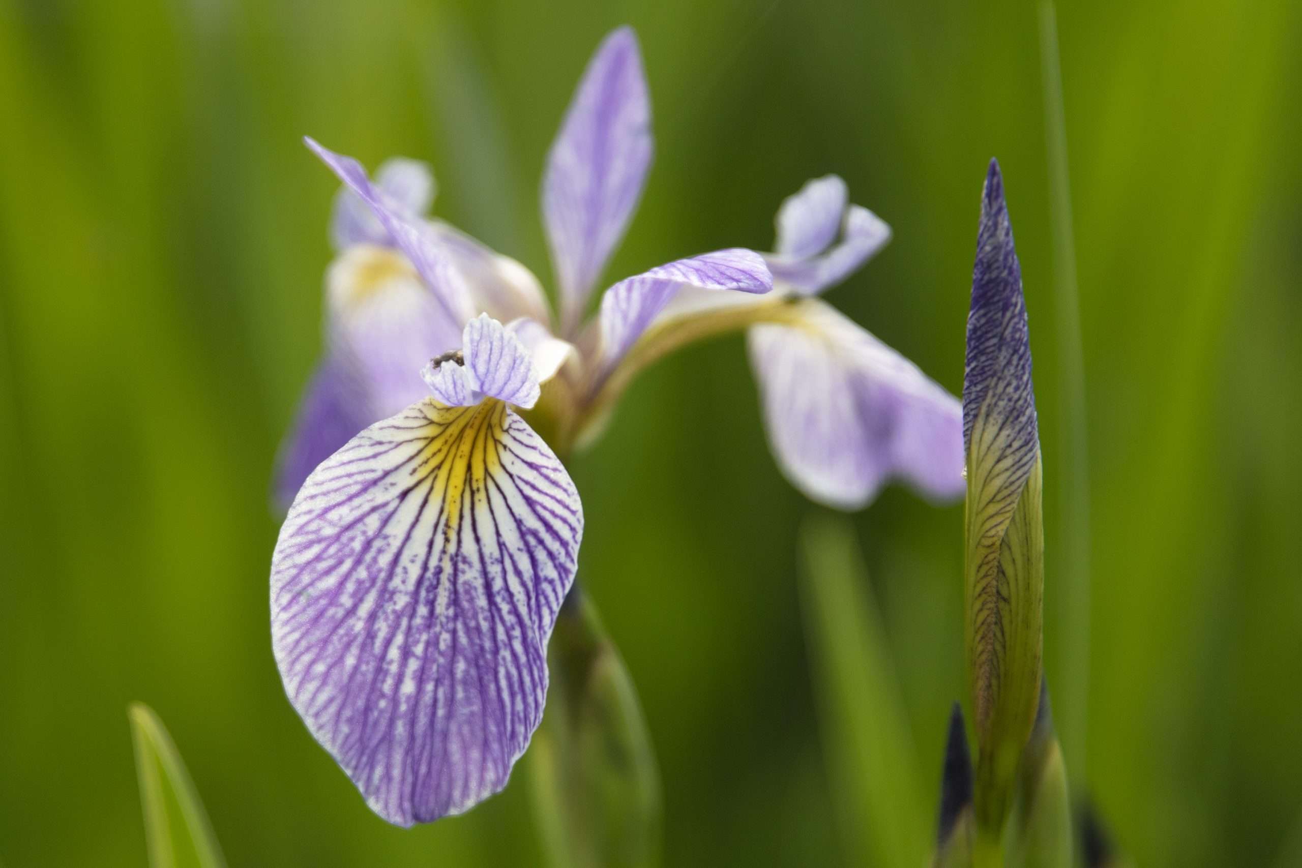 Iris versicolor 'Gerald Darby'