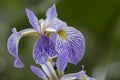 Iris versicolor 'Gerald Darby'