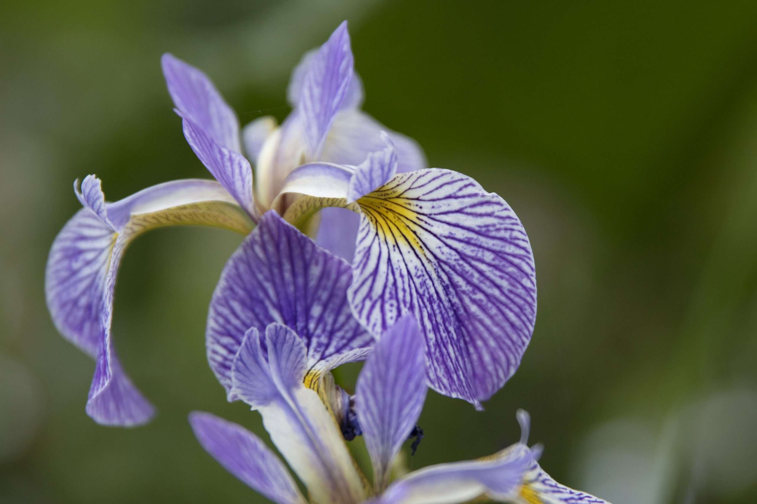 Iris versicolor 'Gerald Darby'