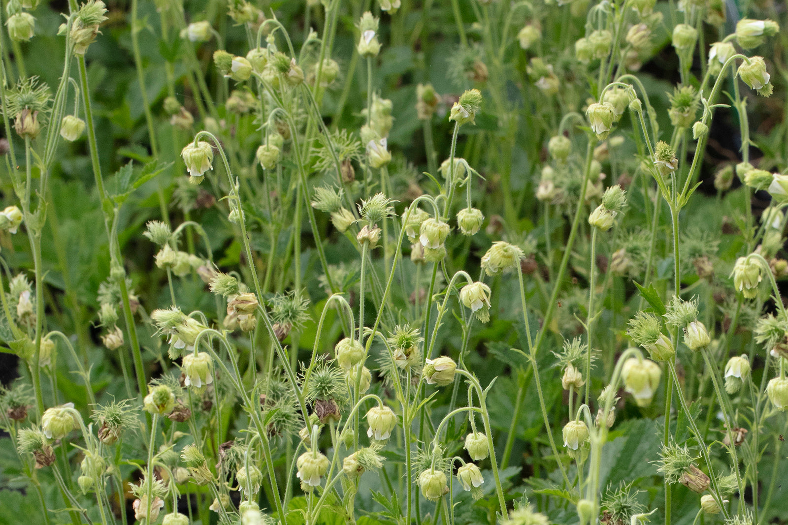 Geum rivale 'Album'
