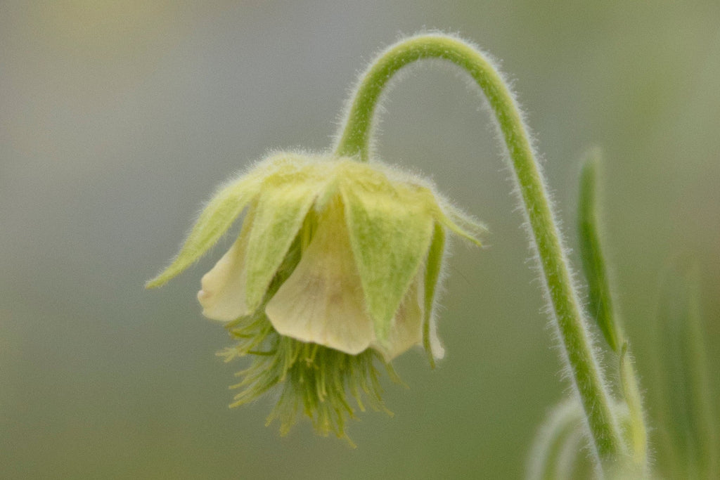 Geum rivale 'Album'