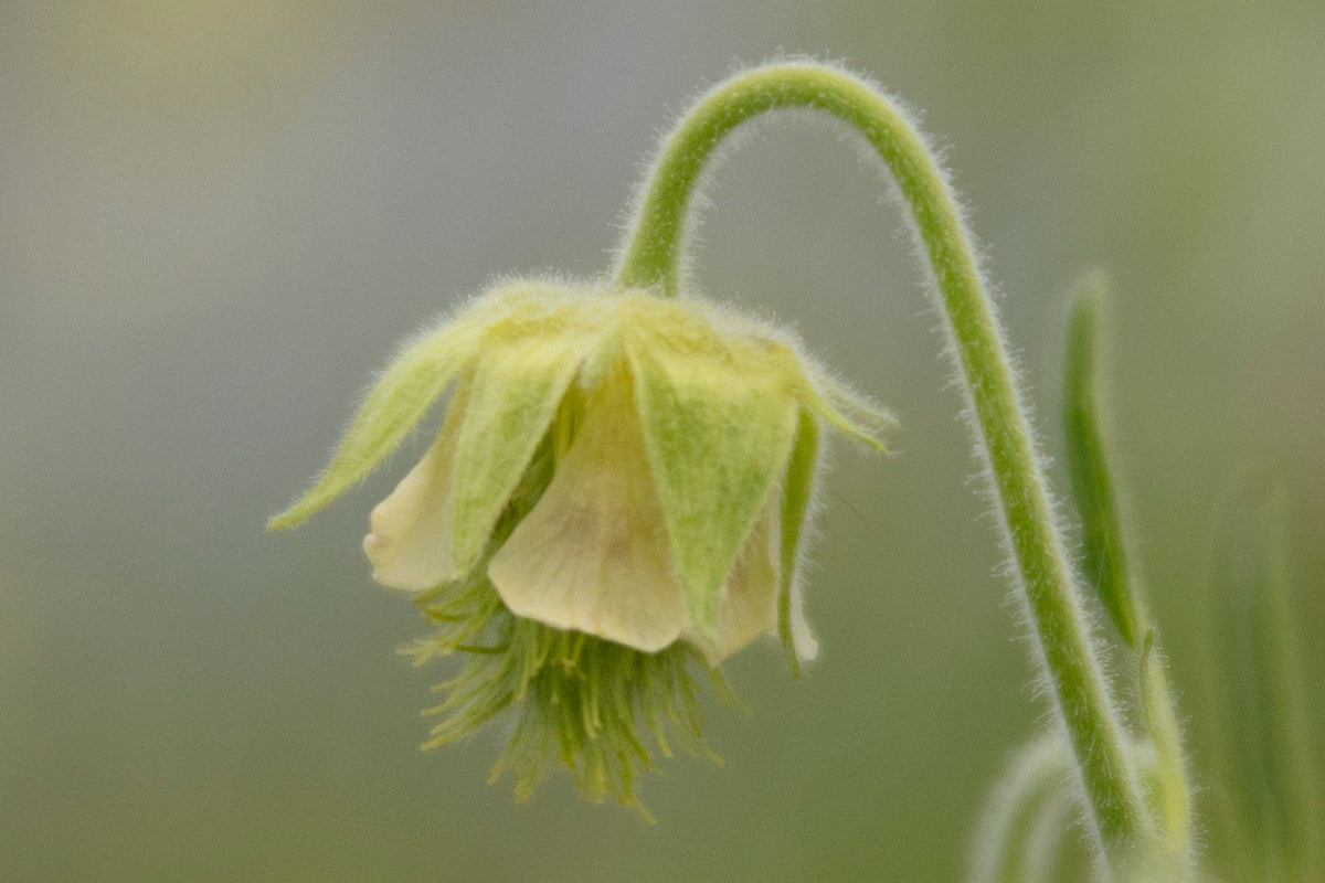 Geum rivale 'Album'