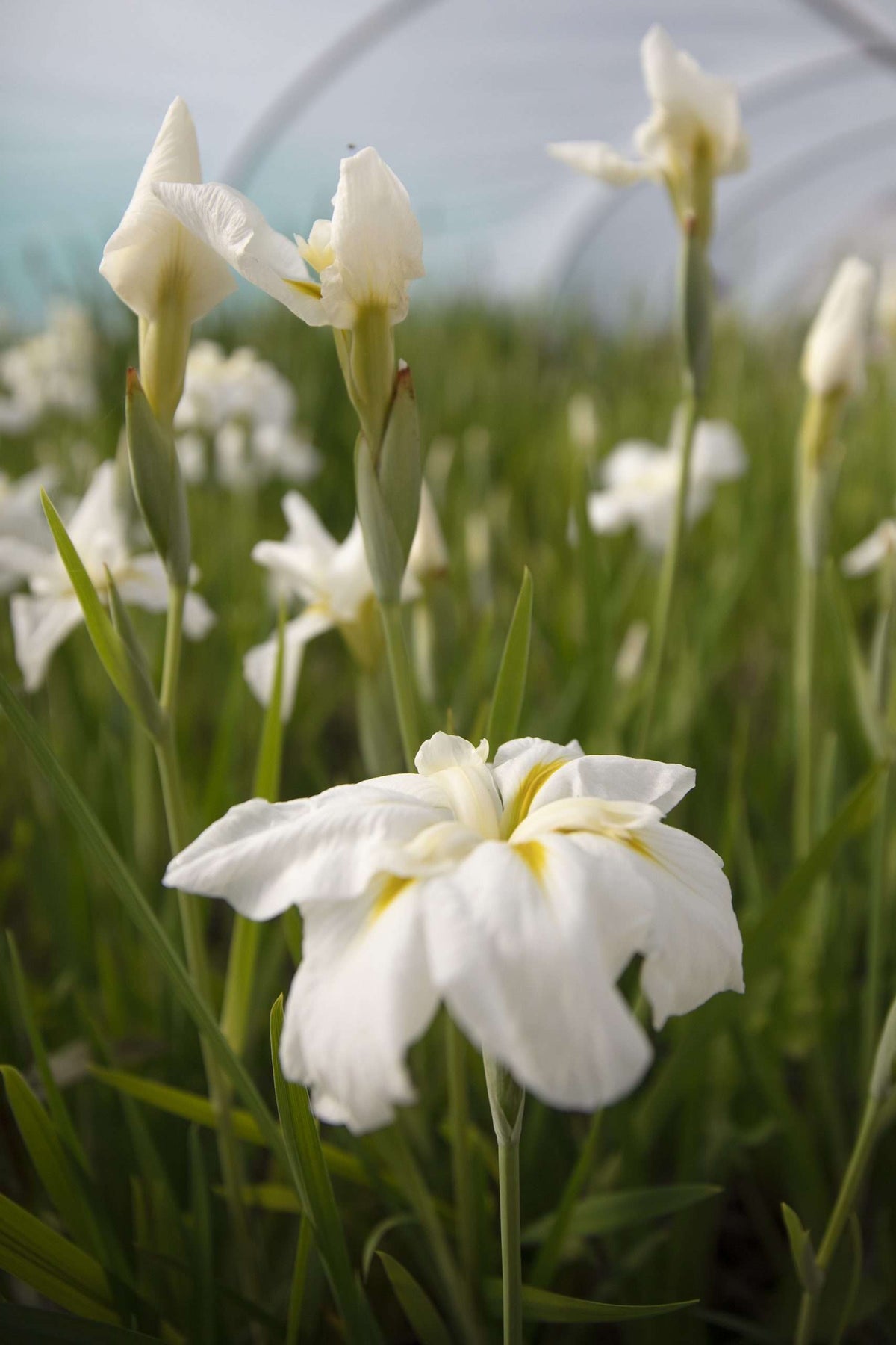 Iris ensata 'Goldbound'